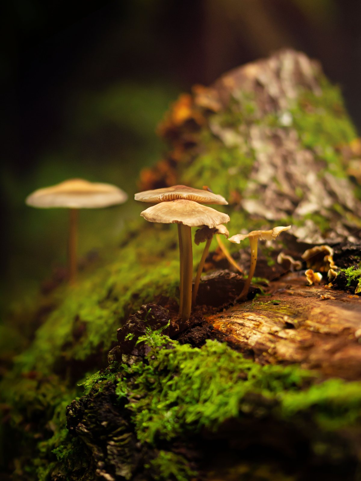 Bolets petits creixent sobre un tronc caigut cobert de molsa, dins el bosc