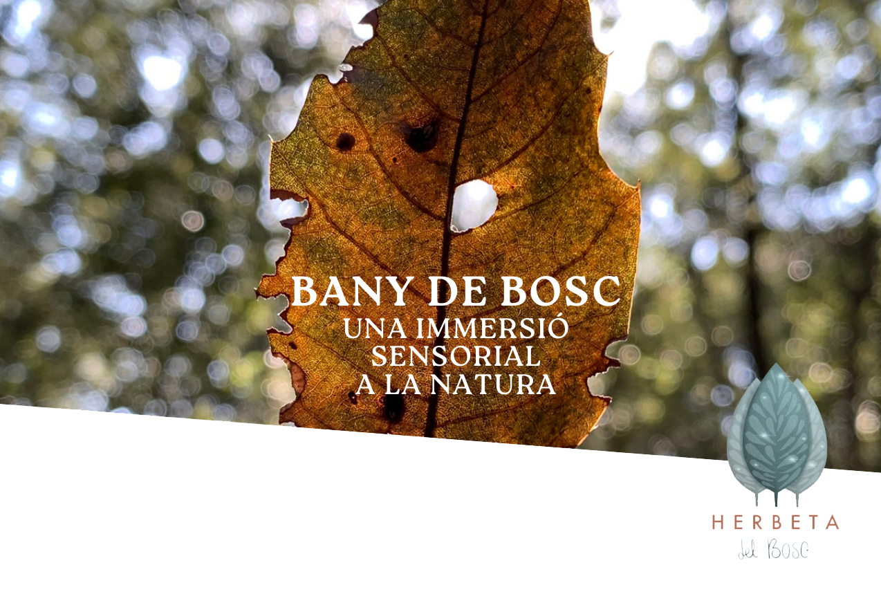 Una fulla de tardor a contrallum, amb el bosc desenfocat al darrere